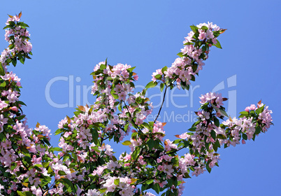 branch of a blossoming tree on blue sky