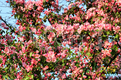 branch of a blossoming tree