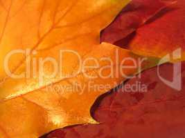 beautiful colored fall leaves
