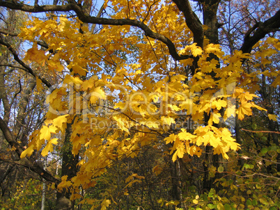 autumn maple tree