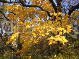 autumn maple tree