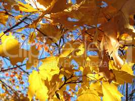 autumn leaves of maple tree
