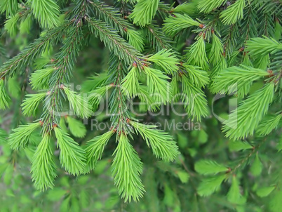 pine branches with young runaways