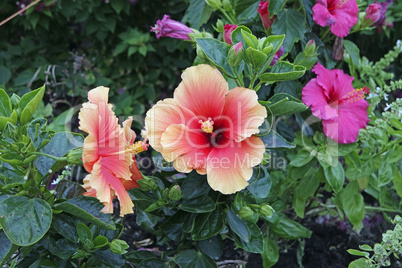 colorful flowers in greece village oia on santorini