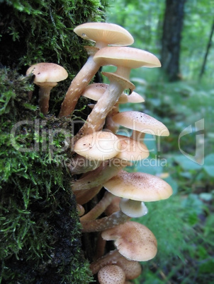 honey mushrooms growing at tree