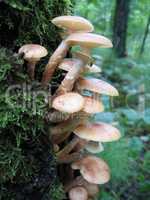 honey mushrooms growing at tree