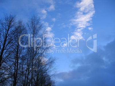 trees on a sky background