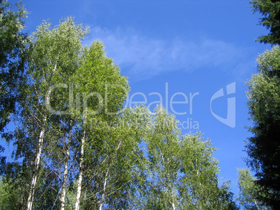 blue sky and birch trees