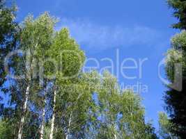 blue sky and birch trees