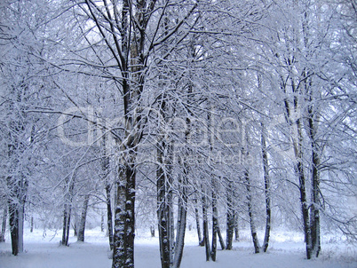 winter trees