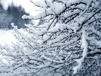 branches under a snow