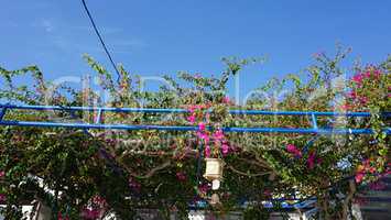 colorful plants from the greece island santorini