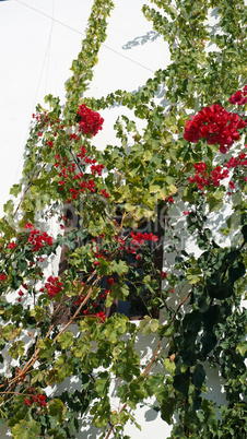 colorful plants from the greece island santorini