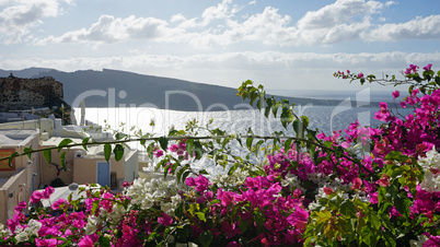 colorful flowers in greece village oia on santorini