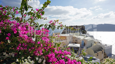 colorful flowers in greece village oia on santorini