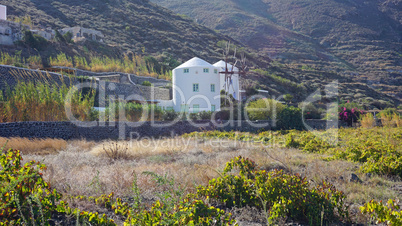 wine field with wine plants on santorini island