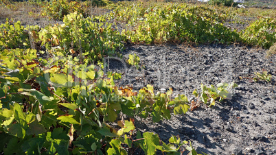 wine field with wine plants on santorini island