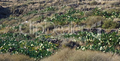 field full of cactus plants on santortini