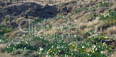 field full of cactus plants on santortini