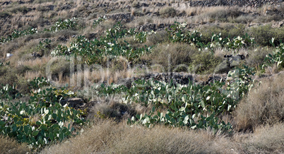 field full of cactus plants on santortini