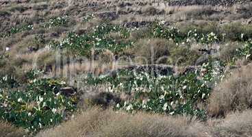 field full of cactus plants on santortini