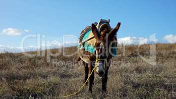 small traditional donkey on a field in greece