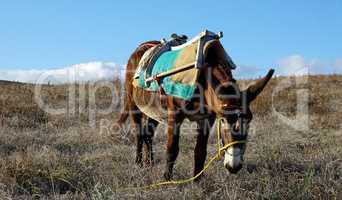 small traditional donkey on a field in greece