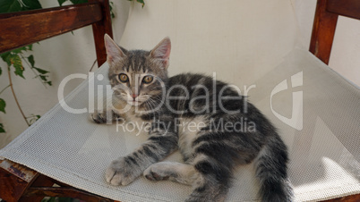 Close up of a sweet little cat