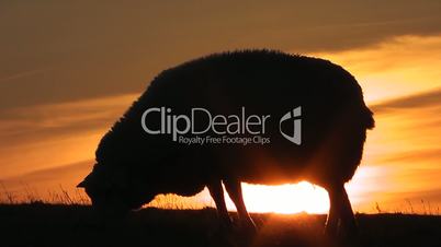 Deichschaf bei Sonnenuntergang