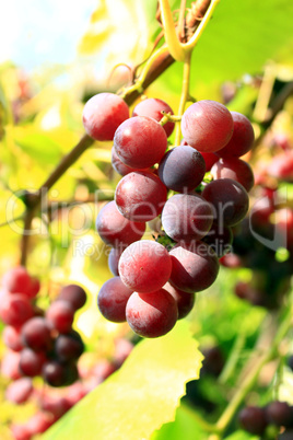 cluster of pink grapes