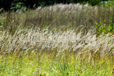 high green grass in the field