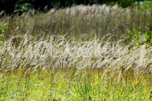 high green grass in the field