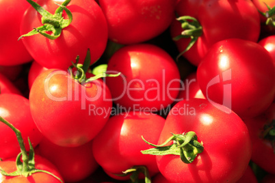 rich crop of red tomatoes