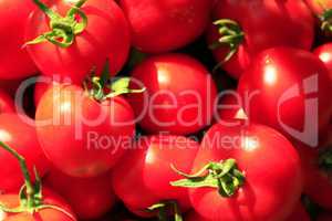 rich crop of red tomatoes