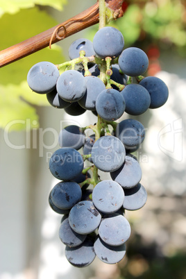 cluster of blue grapes