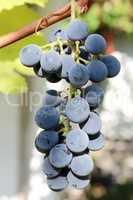 cluster of blue grapes