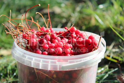 ripe schisandra in the bucket