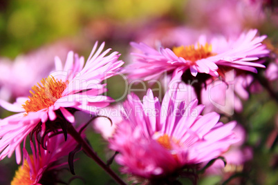 red beautiful asters in the garden