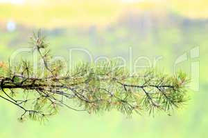 Branches of a young pine