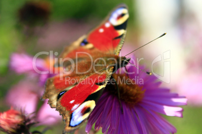 peacock eye on the aster