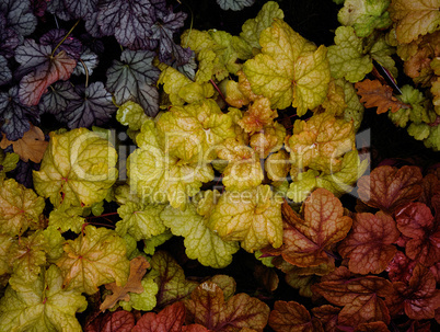 Heuchera