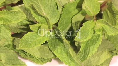 Mint herb on white background