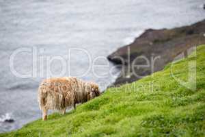 Sheep on the Faroe Islands