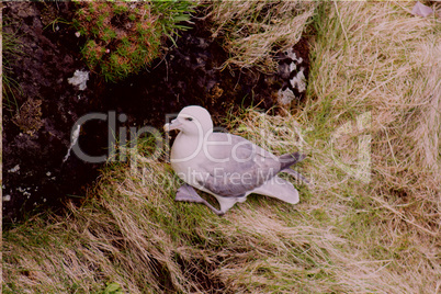 Northern fulmar sitting on cliff