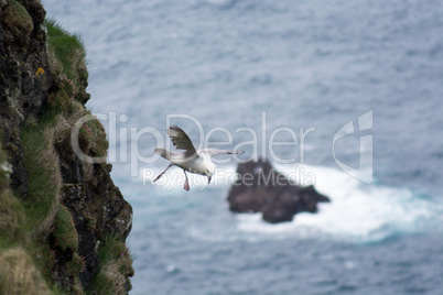 Northern fulmar flying over water