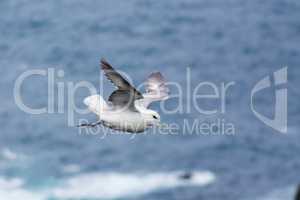 Northern fulmar flying over water
