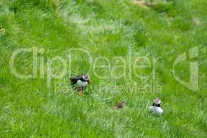 Atlantic puffin, Fratercula arctica