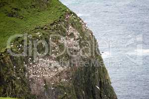 Colony of gannets