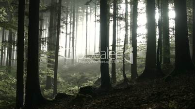 Mystischer Wald im Herbst - Foggy forest autuum