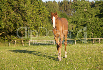 junges Holsteiner Pferd auf Weide